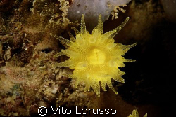 Corals - Astroides calycularis by Vito Lorusso 